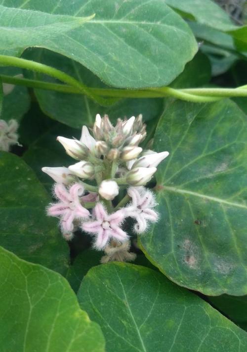 萝藦种植指南（从选种到收成全程解析，轻松掌握种植技巧）