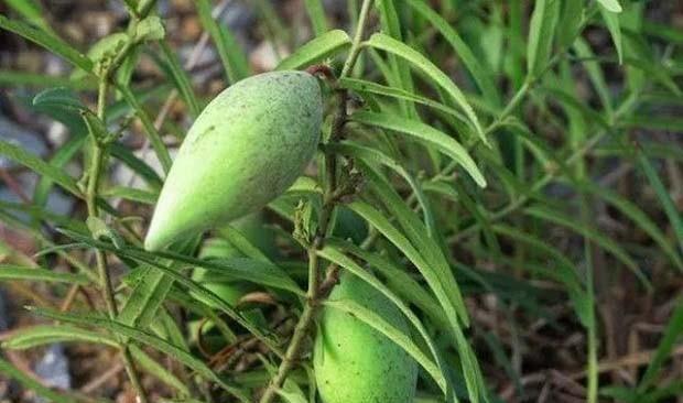 萝藦种植指南（从选种到收成全程解析，轻松掌握种植技巧）
