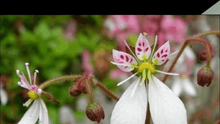 金线吊芙蓉的养殖方法（从选苗到管理，全面掌握金线吊芙蓉的种植技巧）