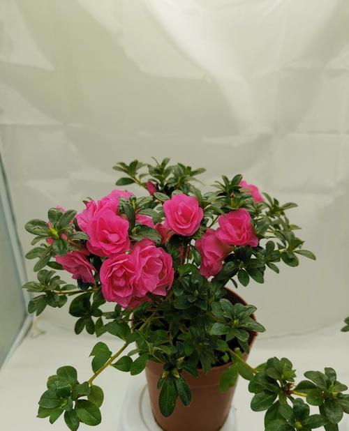 玫瑰花盆栽的种植和养护方法（打造居家美丽花园，提高生活品质）