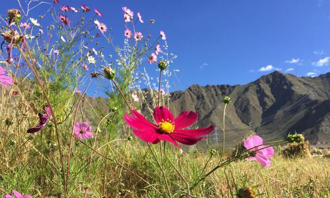 秋天盛开的花（探寻秋季花卉的绚丽世界）