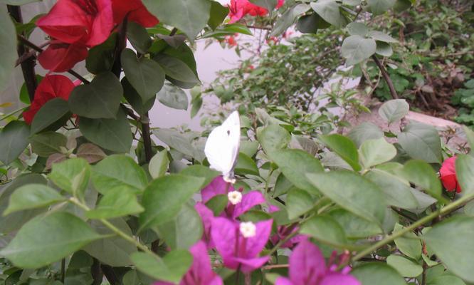 杜鹃花和三角梅的区别（了解两种常见花卉的特点和养殖技巧）