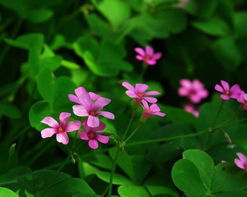 四叶幸运草的神奇寓意（解读四叶幸运草的吉祥象征）