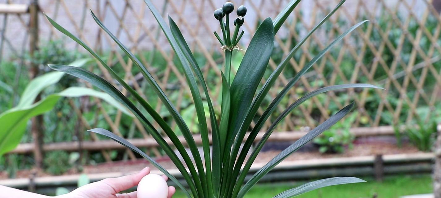 君子兰开花肥料的选择（关于君子兰开花肥料的知识分享）