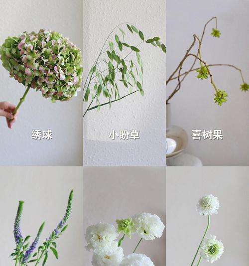 松虫草花语之美——寄托坚持与希望的象征（松虫草花语的含义及其在人生中的启示）