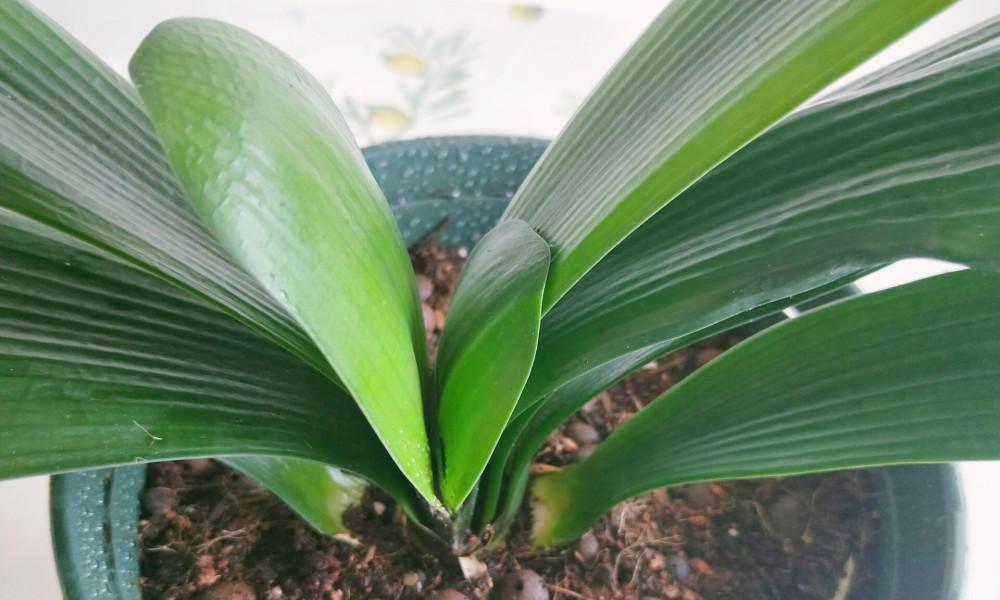 君子兰开花肥料的选择（关于君子兰开花肥料的知识分享）