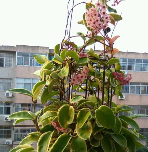 球兰花的种植与养护（如何让球兰花开出美丽的花朵）