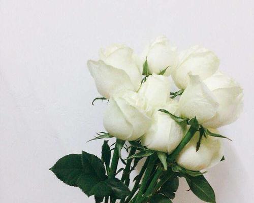 白玫瑰的寓意与象征意义（美丽而纯洁的白玫瑰，传递着无言的情感）