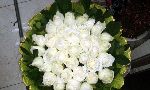 白玫瑰的寓意与象征意义（美丽而纯洁的白玫瑰，传递着无言的情感）