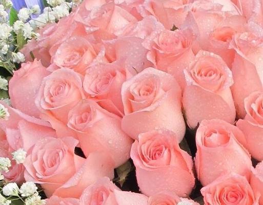 粉色玫瑰的代表意义（揭示粉色玫瑰的浪漫、温馨与欢乐）