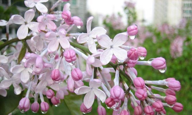 丁香花的美丽与神奇（探秘丁香花的栽培、药用与文化）