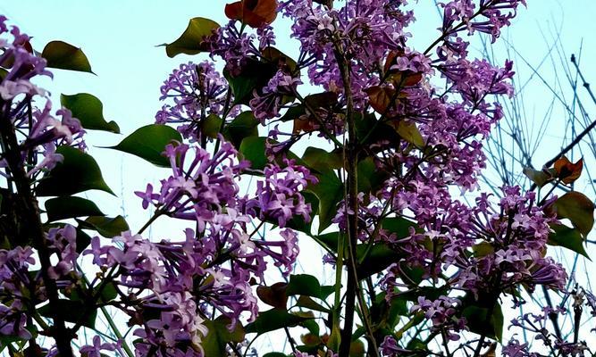 丁香花的美丽与神奇（探秘丁香花的栽培、药用与文化）