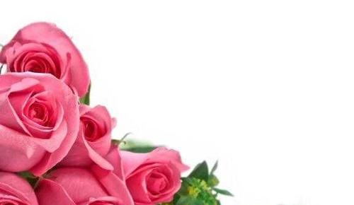 玫瑰花的意义与传达的情感（一朵花，千言万语/玫瑰花与爱情之间的微妙联系）