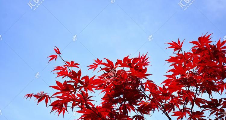 红色的枫叶树——秋日景色的美丽注脚（探寻枫叶树的变幻色彩和文化内涵）