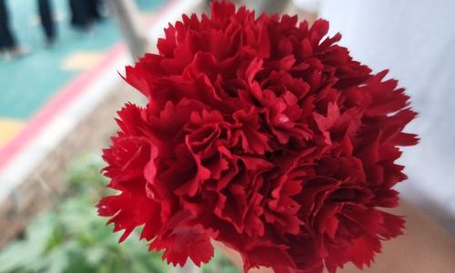 康乃馨花语之美——用鲜花传递真挚的情感（探索康乃馨的花语，传递爱与祝福）