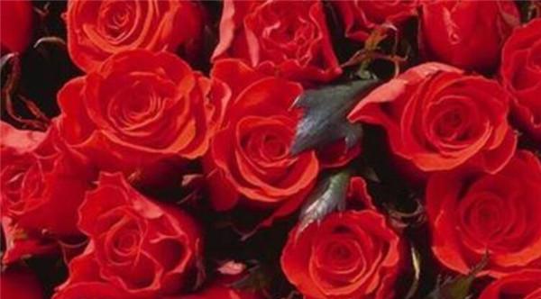 玫瑰花的含义与象征（探寻送玫瑰的深层意义）
