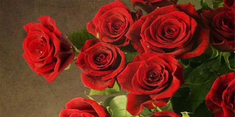 送玫瑰花的寓意及象征意义（赠送鲜花的传统与文化内涵）
