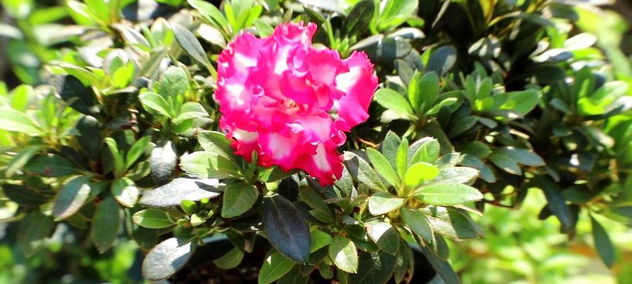 从选购到养护，轻松家养杜鹃花（打造花园新亮点，多年观赏不腻）