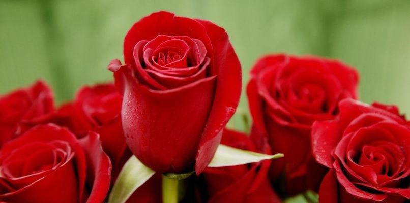 玫瑰花数量的含义（从1朵到99朵，不同数量蕴含着不同的心意）