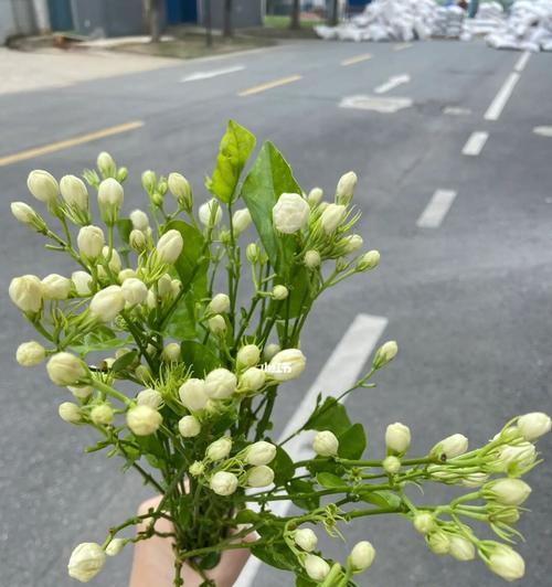 送茉莉花的意义与象征（用馨香芬芳传达真情）