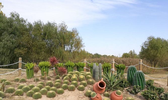 探寻沙漠植物的独特特征（从适应性到储水能力的全面解析）