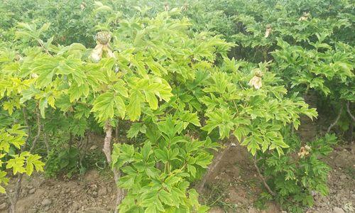 芍药，美丽的草本植物（探秘芍药的生长特点与用途）