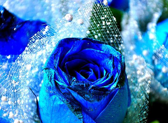 蓝色玫瑰的象征意义（蓝色玫瑰）