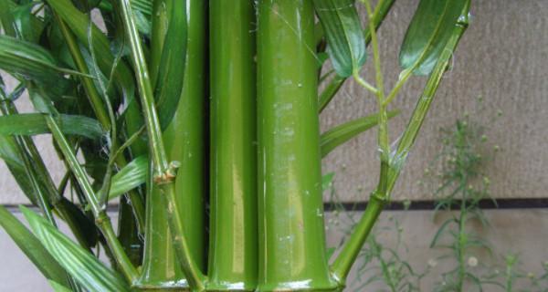 室内盆栽竹子种类全解析（探索室内竹子的丰富多样性，了解每种品种的特点）