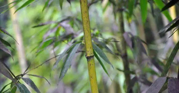 室内盆栽竹子种类全解析（探索室内竹子的丰富多样性，了解每种品种的特点）