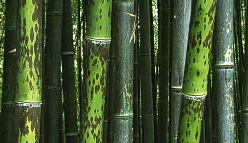 室内盆栽竹子种类全解析（探索室内竹子的丰富多样性，了解每种品种的特点）