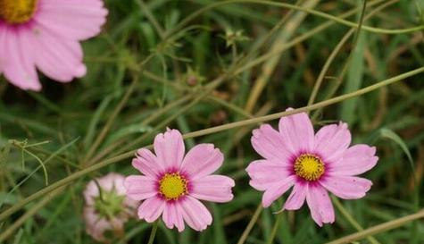 以索玛花的花语探寻爱情的真谛（用花的语言传递无尽的爱恋）