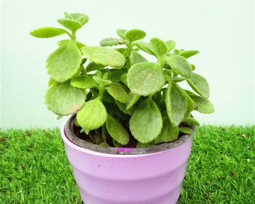 植物净化室内空气的功效(让绿色植物成为您家的小空气净化器)