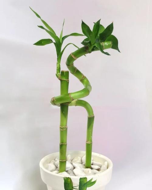 水养竹子，让它更旺盛（竹子养护技巧大公开，打造健康生长）