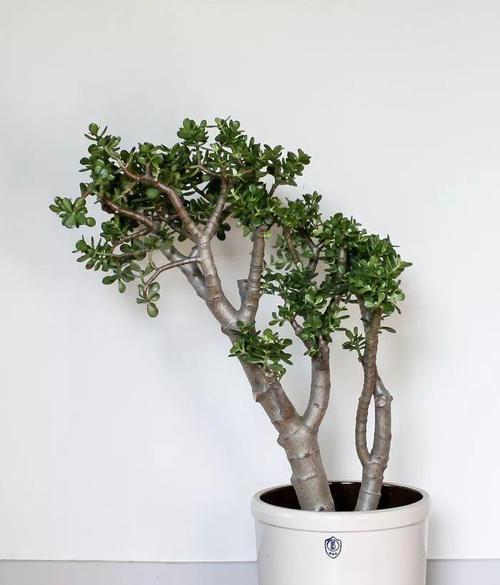 低等植物的特征（探究低等植物的生命形态和生存环境）
