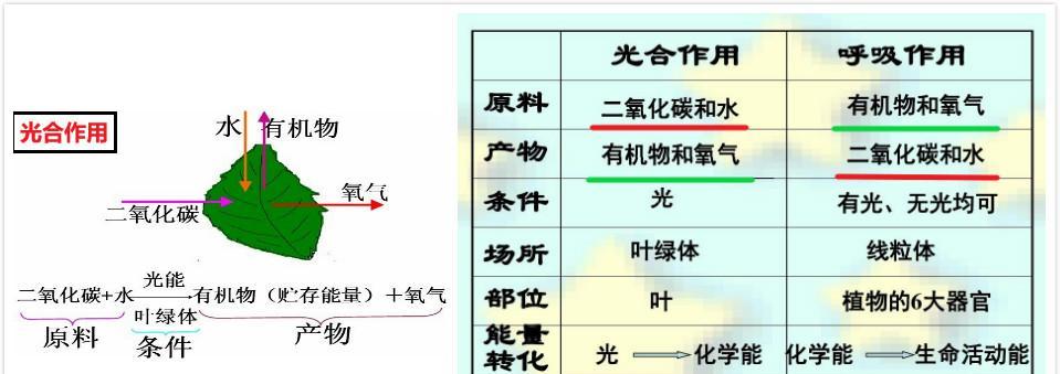 植物呼吸作用的意义（生命之源与环境平衡）