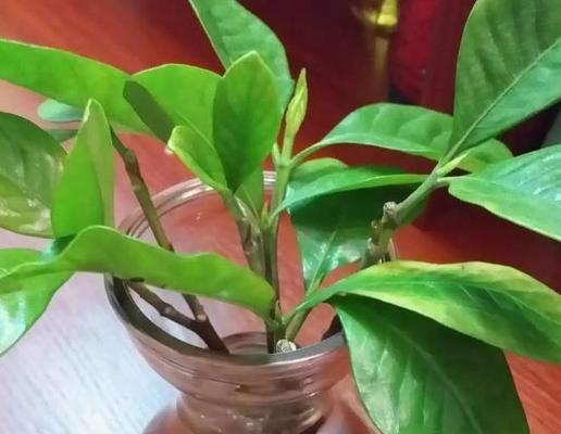 如何预防栀子花溃疡病？（有效的防治方法和注意事项）