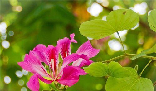 迎接春天的花儿——开花名字与意义（春季最美的8种花，你知道叫什么吗？）