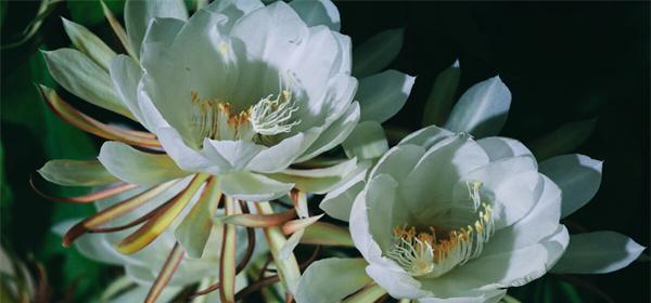 昙花的花语与寓意（以昙花为象征的淡然与坚韧）