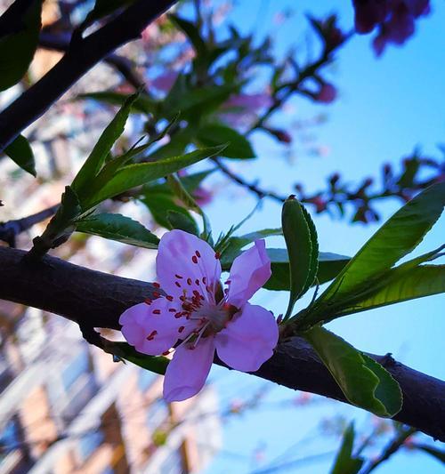 桃花的花语与象征意义（探索桃花的神秘力量与象征意义）