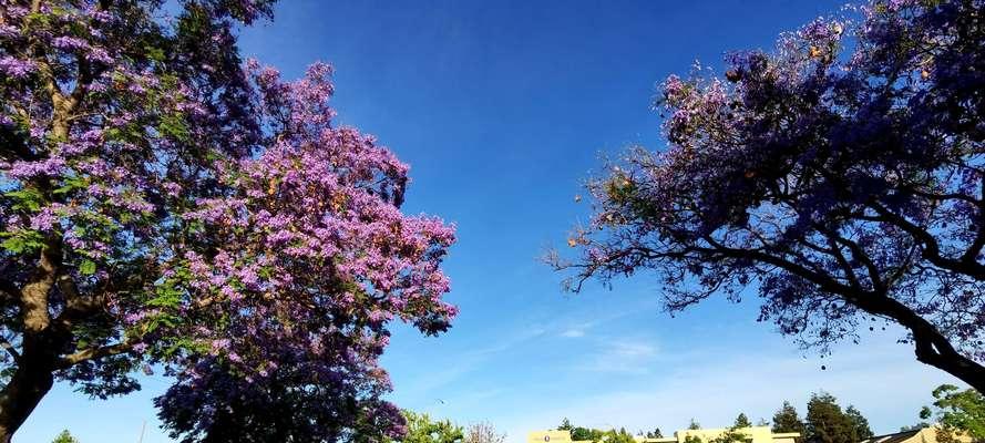 蓝花楹花期全解析（了解蓝花楹开花的时间和特点，轻松成为开花大师）