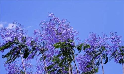 蓝花楹花期全解析（了解蓝花楹开花的时间和特点，轻松成为开花大师）