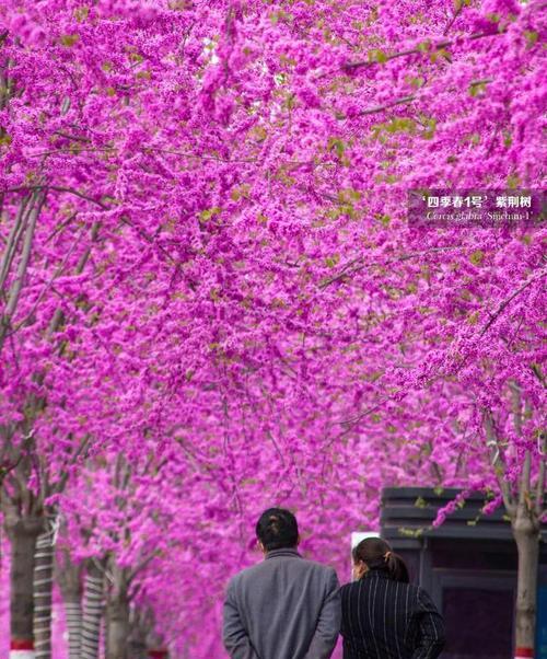 紫荆花树（欣赏紫荆花树，赏心悦目的美景）