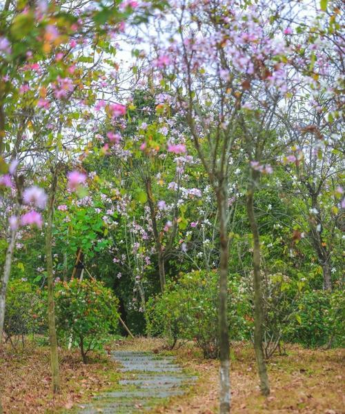 紫荆花树（欣赏紫荆花树，赏心悦目的美景）