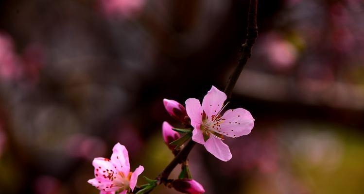 桃花花语——爱情的绽放（桃花花语的含义及其在爱情中的象征）