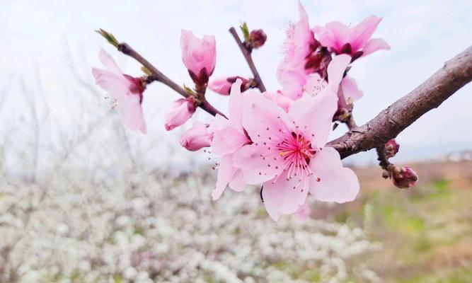 桃花花语（探秘桃花花语，解读爱情密码）