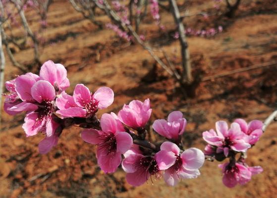 桃花花语（探秘桃花花语，解读爱情密码）