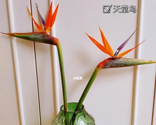 天堂鸟（在诗与画中飞翔，寻找心灵的栖息地）