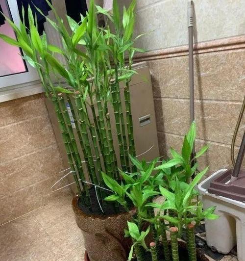 如何水培养护富贵竹（让富贵竹更旺盛的6个小技巧）