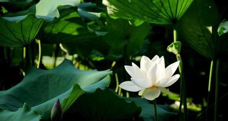 品味花中君子花（欣赏花艺的高雅魅力）