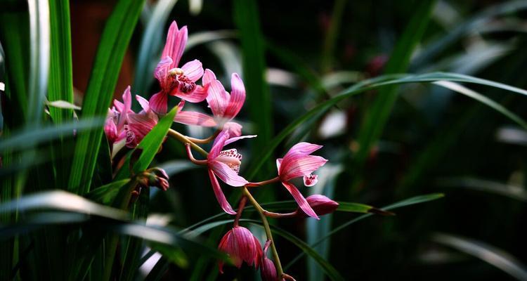 品味花中君子花（欣赏花艺的高雅魅力）